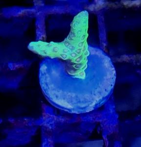 Anacropora Green Goblin